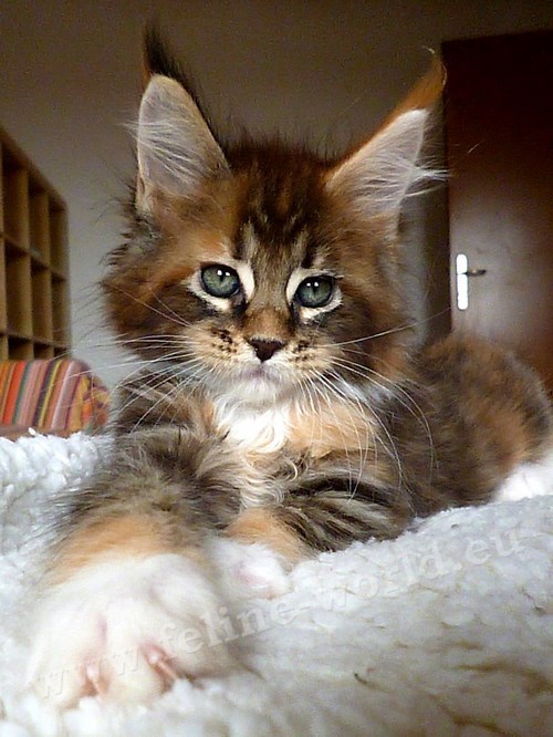 maine_coon_1 (Race)